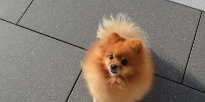 DSC_5376 kopie